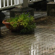 Filename=IMG_1992-300.gif
Filesize=66KB
Dimensions=300x300
Date added=Jun 24, 2008 IMG_1992-300.gif