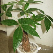Filename=IMG_0634-400.gif
Filesize=109KB
Dimensions=400x400
Date added=Dec 05, 2008 IMG_0634-400.gif