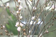 Filename=IMG_0812-450.gif
Filesize=108KB
Dimensions=450x300
Date added=Jan 26, 2009 IMG_0812-450.gif