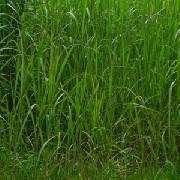 Filename=IMG_2119-300.gif
Filesize=99KB
Dimensions=300x300
Date added=Jul 11, 2008 IMG_2119-300.gif