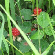 Filename=IMG_2300-300.gif
Filesize=72KB
Dimensions=300x300
Date added=Jul 11, 2008 IMG_2300-300.gif