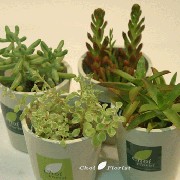 Filename=IMG_3058-350.gif
Filesize=78KB
Dimensions=350x350
Date added=Feb 04, 2009 IMG_3058-350.gif