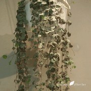 Filename=IMG_3076-350.gif
Filesize=92KB
Dimensions=350x350
Date added=Feb 04, 2009 IMG_3076-350.gif