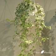 IMG_3083-350.gif