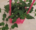 Filename=IMG_3721-450-1.gif
Filesize=108KB
Dimensions=450x373
Date added=Jul 29, 2009 IMG_3721-450-1.gif