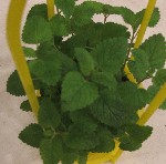 Filename=IMG_3732-450.gif
Filesize=138KB
Dimensions=450x446
Date added=Jul 29, 2009 IMG_3732-450.gif
