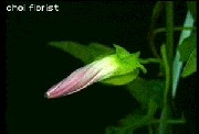 asakao.gif