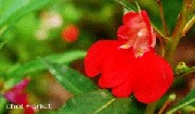 Filename=hosenka.gif
Filesize=36KB
Dimensions=300x175
Date added=Jul 29, 2008 hosenka.gif
