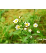 Filename=nonohana.gif
Filesize=36KB
Dimensions=250x287
Date added=Jul 29, 2008 nonohana.gif